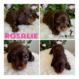 Rosalie - AKC - Silky - Chocolate and tan female Dachshund puppy in Kemp, Texas from Koli Acres