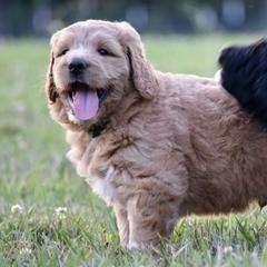 Saint Berdoodle Puppies from Highland Ridge Doodles