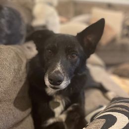 Louie - Border Collie