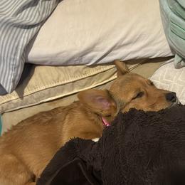 Nova - Pembroke Welsh Corgi