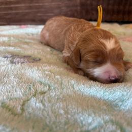 Pecan - Red  male Goldendoodle puppy in Chino Valley, Arizona from Bass Creek Doodles