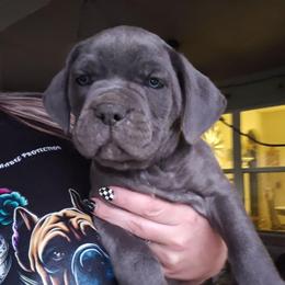 Red Collar Male - Gray male Cane Corso puppy in Granbury, Texas from La Muerte Corso Kennel