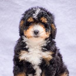 Pumpkin - Tri-color female Bernedoodle puppy in Glendale, Arizona from Arizona Bernedoodles