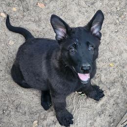 Jet - Black seal male German Shepherd puppy in Montalba, Texas from LM German Shepherd Dogs
