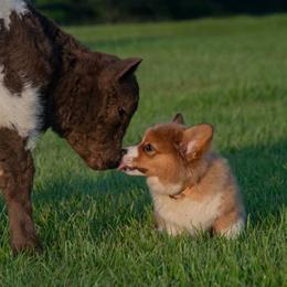 Pembroke Welsh Corgi Puppies from Rhone River Farm Pembroke Welsh Corgis