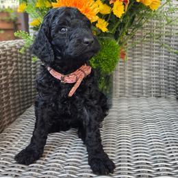 Java (pink collar) - Black female Poodle puppy in Plainfield, New Jersey from Caris Paws Poodles and Labradoodles