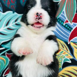 Hera - Black and white female American Corgi puppy in Cocoa, Florida from Cascadian Space Coast Corgis LLC