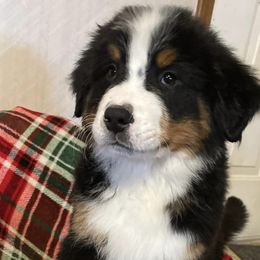 Bernese Mountain Dogs from McNeill’s Bernese Mountain Dogs