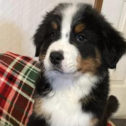 Bernese Mountain Dogs from McNeill’s Bernese Mountain Dogs