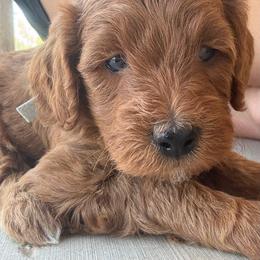 Sulley - Red  male Goldendoodle puppy in Tucson, Arizona from JER Doodles