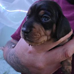 Boy 1 - Black and tan male Dachshund puppy in Atwater, California from Daisy Doxies