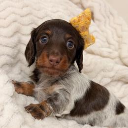 Emma - Piebald female Dachshund puppy in Lakeland, Florida from Elite Doxies Florida