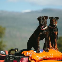 Heideterriers from German Heideterriers USA