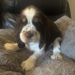 Yellow - Liver white and tan male English Springer Spaniel puppy in Griswold, Connecticut from Lassale Springers