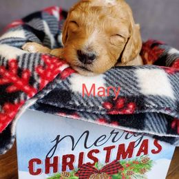 Mary - Apricot Goldendoodle puppy in Lebanon, Oregon from Goldenvalley Doodles