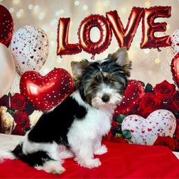 Harley - Black tan and white male Biewer Terrier puppy in Nicholls, Georgia from Southeast Biewers