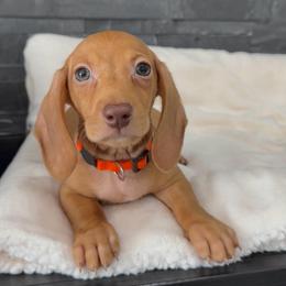 Orange - Cream male Dachshund puppy in Goodyear, Arizona from AZ Royal Doxies llc