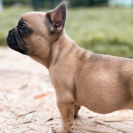 French Bulldogs from Boone county frenchies