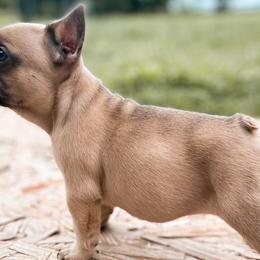 French Bulldogs from Boone county frenchies