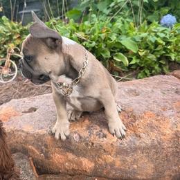 BRINKS - Blue male French Bulldog puppy in Taylorsville, North Carolina from SilverLining highlands and hounds