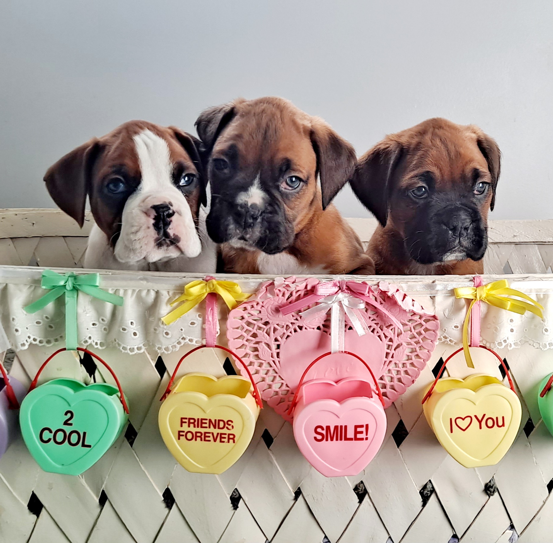 Boxer Puppies from Hope's Beautiful Boxers