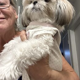 Shih Tzu Puppies from Prescious Shih Tzu’s