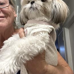 Shih Tzu Puppies from Prescious Shih Tzu’s