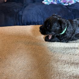 Zena - Black female Miniature Schnauzer puppy in Newburgh, Indiana from Lakehouse Miniature Schnauzers of Southern Indiana
