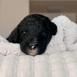 Lumen, Girl - Black and white female Bernedoodle puppy in Maricopa, Arizona from Desert Ridge Doodles
