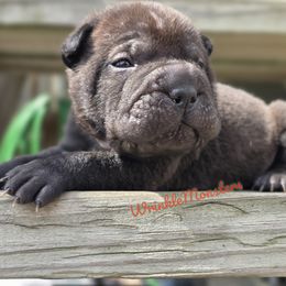 Chinese Shar-Pei Puppies from WrinkleMonsters