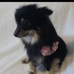 Sweetheart - Pomeranian