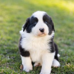 Border Collie Puppies from North Fork Border Collies