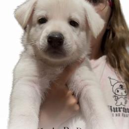 Boy 2 - White male German Shepherd puppy in Santa Rosa Valley, California from Diamond White German Shepherds