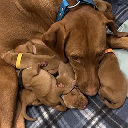 Vizsla puppies from Tequila Kennels