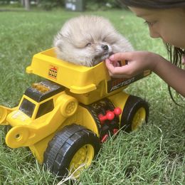 Boy 2 - Cream sable male Pomeranian puppy in Yorktown, Virginia from Amore Pomeranians