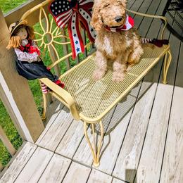 Poppy - Red  female Goldendoodle puppy in Weaverville, North Carolina from Beloved Goldendoodles, LLC.