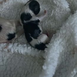 Girl 2 - White and black female Japanese Chin puppy in Connecticut from Lissette's pups chins and bullies