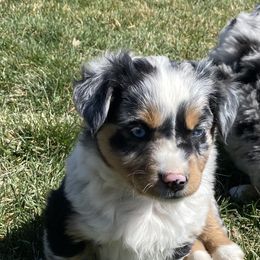 Miniature Australian Shepherd Puppies from ME Kennels