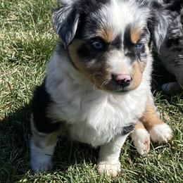 Miniature Australian Shepherd Puppies from ME Kennels