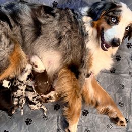 Miniature Australian Shepherd puppies from Happy-Go-Lucky Homestead