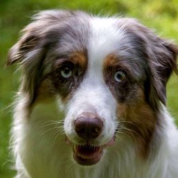 Ranga - Australian Shepherd