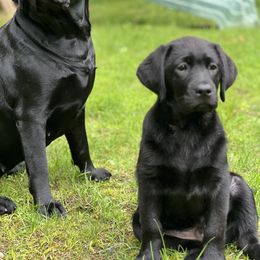 Labrador Retriever Puppies from Butlertown Labs