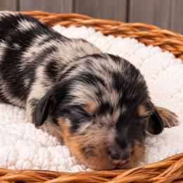 Patrick - Black and tan male Dachshund puppy in Warm Springs, Arkansas from Seven Hills Arkansas