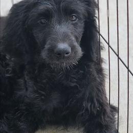 Dolly - Black female Double Doodle puppy in Jeddo, Michigan from Bert's Doodles