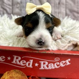 Bailey - Black tan and white female Biewer Terrier puppy in Winslow, Arkansas from Morning Glory Puppies