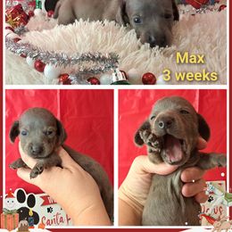 3300..Akc Max Smooth blue dapple - Dapple male Dachshund puppy in Winter Haven, Florida from Gateway 2 Little Paws