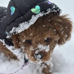 Cavapoo Puppies from Cinda's Cavapoos