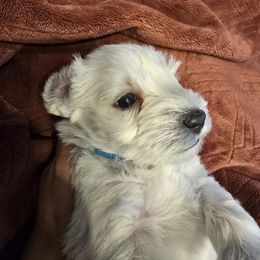 Blue - White male Miniature Schnauzer puppy in Miami, Florida from Luxe's Pups