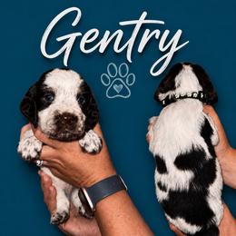 Gentry - Liver white and tan male English Springer Spaniel puppy in Williston, Florida from Parks Paradise Springers