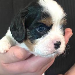 Boy 2 - Tri-color male Cavalier King Charles Spaniel puppy in Mesa, Arizona from Bubble-ishous Cavaliers, Cavapoos and Portadoodles